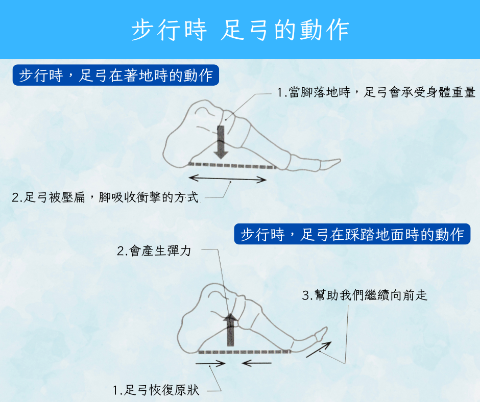 步行時 足弓的動作