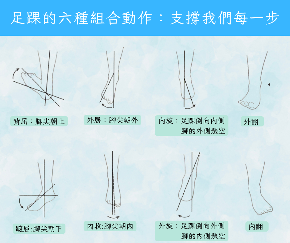 足踝的六種組合動作：支撐我們每一步